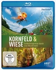 Kornfeld und Wiese - Entdeckungsreise durch ...