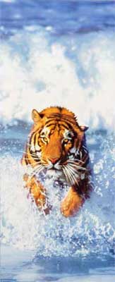 Fototapete Tr Bengal Tiger - Klicken fr grssere Ansicht