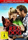 Red Dog