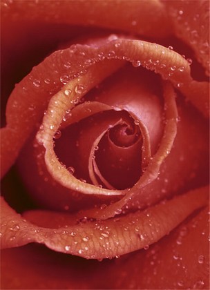Fototapete Rose Rosenbl�te