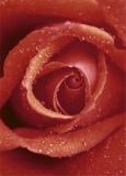 FOTOTAPETE ROSE ROSENBL�TE